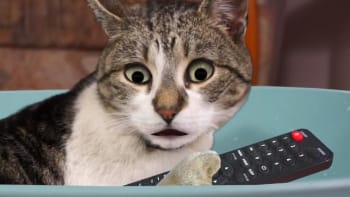 VIDEO: Hejtovaný youtuber FIZI chce dobýt svět. Své kočce založil anglický kanál, který by ale radši neměl nikdo vidět