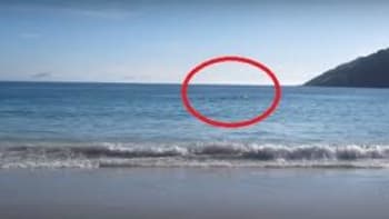 VIDEO: Turista si na pláži natáčel vlny. Najednou uviděl, jak se něco v moři blíží přímo ke břehu! Poznáte, co to bylo?