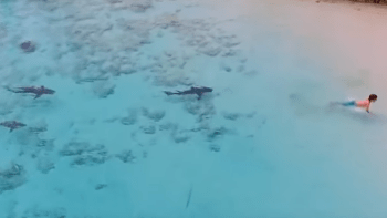 VIDEO: Malý chlapec se koupal v moři, když se k němu začali blížit nebezpeční žraloci. Co mu zachránilo život?
