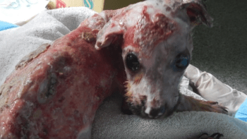 DRSNÉ VIDEO: Málem uvařil 6týdenní štěně! Majitel téměř utýral psa jenom kvůli…