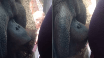 DOJEMNÉ VIDEO: Orangutan v zoo přes sklo políbil bříško těhotné ženy