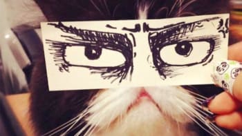 Nový japonský trend: Využívají kočky k vyjádření emocí