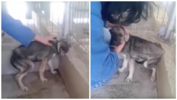 VIDEO: Dojemné! Týraný pes byl poprvé za život pohlazen. Jeho vyděšená reakce vás rozbrečí!