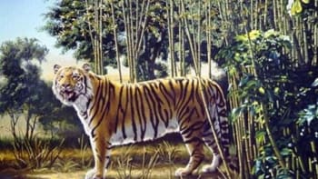 FOTO: Optická hádanka, kterou vyluští jen 13% lidí! Dokážete na obrázku džungle najít ukrytého tygra?