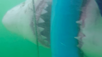 VIDEO: Děsivé! Žralok se zakousnul do potápěčské klece! Povedlo se mu prokousat dovnitř?