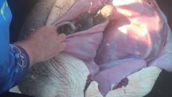 VIDEO: Rybář rozřízl mrtvému žralokovi břicho a vytáhl z něj 98 živých mláďat. Tyhle záběry vám vyrazí dech!