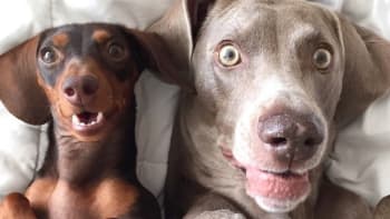 Slavné psí duo z Instagramu dostalo novou ségru do smečky. Podívejte se, jak to dopadlo!