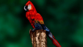 FOTO: Optická iluze, která zmátla internet! Vidíte na obrázku papouška, nebo nahou ženu?