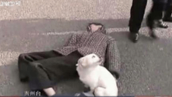 VIDEO: Muž omdlel uprostřed ulice. Podívejte se, co udělal jeho pes