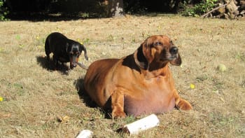 Nejtlustší jezevčík světa zhubl 25 kg!!!