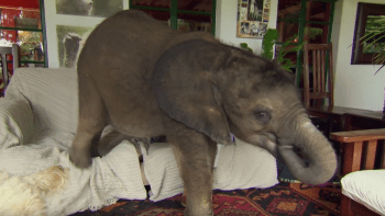 VIDEO: Takového domácího mazlíčka jste ještě neviděli! Opuštěný slon žije v domě své náhradní maminky