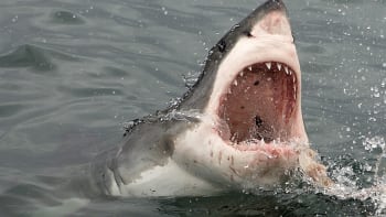 Influencerka ve videu snědla velkého bílého žraloka. Teď ji stíhá policie