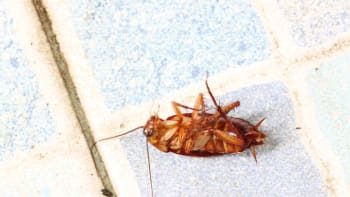 BIZARNÍ PŘÍBĚH: Muž našel na ulici zraněného švába a odvezl ho na veterinu! Zachránil hmyzu život?