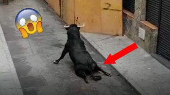 VIDEO: Zraněný býk se plazil po zemi poté, co si při útěku z klece zlomil obě zadní nohy. Tyhle záběry rozplakaly internet