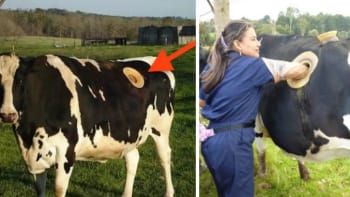 FOTO: Farmáři dělají obrovské díry krávám do žaludku! Proč?