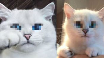 GALERIE: Tahle kočka má nejkrásnější modré oči na světě! Její pohled vás dostane