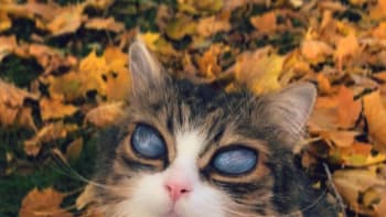 VIDEO: Kočka se stala hitem na internetu díky svým očím! Zdají se vám taky výjimečné?