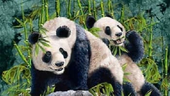 FOTO: Optická iluze, kterou uhádne jen 12% lidí na světě! Poznáte, kolik je na obrázku ukrytých pand?