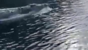 VIDEO: Týpek natočil bizarní záběry krokodýla, který plaval jako delfín! Tohle jste ještě neviděli