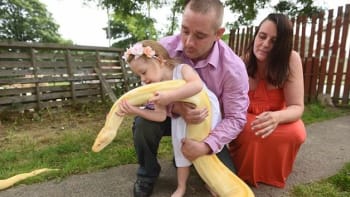 DĚSIVÉ! Rodiče nechávají dvouletou dceru hrát si s pětimetrovým hadem, který dokáže spořádat i krokodýla