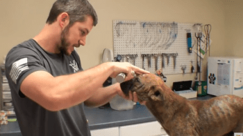 VIDEO: Dojemné! Slepému psovi hrozila smrt. Veterinář ovšem dokázal nemyslitelné!