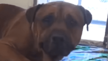 VIDEO: Opuštěný pes byl naprosto zdrcený poté, co jej majitelé nechali v útulku. Tyhle záběry vám roztrhnou srdce
