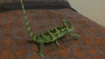 To jste ještě neviděli: Chameleon rapuje! (Divácké video)