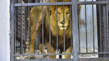 VIDEO: Děsivé záběry lvů v Africe. Tisíce divokých koček jsou chované v zajetí, aby je mohli turisté zastřelit