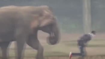 VIDEO: Týpek si chtěl udělat selfie se slonem, ten ho ale málem zašlápnul. Vážně si myslel, že bude zvíře pózovat?