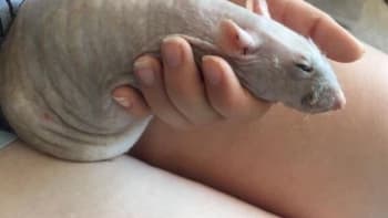 GALERIE: 12 roztomilých zvířátek, které rozhodně NEVYPADAJÍ jako obří tlustý penis!