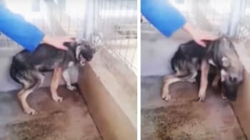VIDEO: Týraný pes je poprvé pohlazený člověkem. Jeho reakce je srdcervoucí