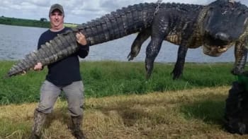 FOTO: Muž ulovil obřího 80letého aligátora! Proč to bylo nutné?