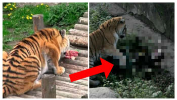 FOTO: Šokující moment! Ošetřovatelka byla brutálně napadena tygrem! Přežila jen díky návštěvníkům