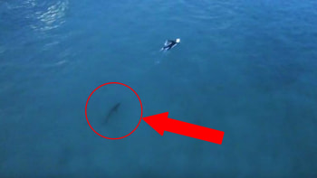 VIDEO: Surfaře pronásledoval žralok! Zachránila ho tahle bizarní náhoda. Z těchto záběrů vás bude mrazit