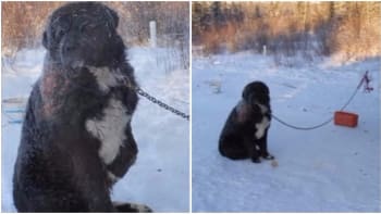 Týraný pes byl přivázán v zimě celé 4 roky. Pak se ale objevil anděl