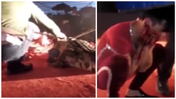 Brutální záběry, které vyděsily internet! Krokodýl rozkousal muži hlavu během šíleného představení! Co se stalo?