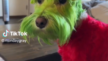 VIDEO: Tiktokerka se stala terčem kritiky, protože nabarvila psa nazeleno. Proč to proboha udělala?
