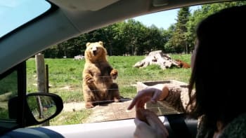 Video, které musíte vidět! Tento medvěd chytá potravu jednou tlapou. Proč? Je prostě víc cool než my všichni dohromady