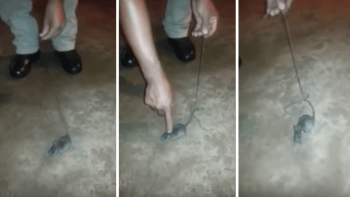 VIDEO: Vytrénovali myš, aby pašovala vězňům drogy! Kolik toho malá pašeračka přenesla?