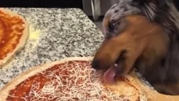 VIDEO: Majitelé nechali svého psa olizovat pizzu, kterou potom snědli! Tyhle záběry znechutily internet