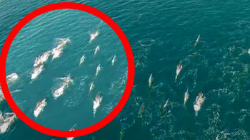 VIDEO: Skutečné, nebo fake?! Tyhle neuvěřitelné záběry z dronu zachycují skupinu mořských panen v oceánu!