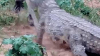 VIDEO: Krokodýl zaútočil na muže, který se ho snažil odehnat dřevěnou holí. Tyhle hrůzostrašné záběry děsí internet