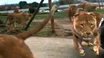 VIDEO: Smečka lvů zaútočila na auto plné turistů. Tyhle adrenalinové záběry děsí internet!