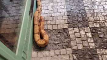 Obrovský had vyděsil lidi v Praze