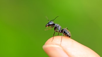 FOTO: Detailní záběr na tvář mravence děsí internet! Tohle dětem raději neukazujte