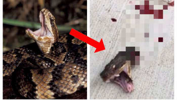 VIDEO: Hnus! Useknutá hlava jedovatého hada se dál snažila útočit. Nic hrůzostrašnějšího jste ještě neviděli!