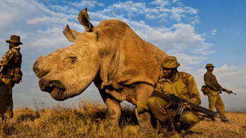 Čtěte a plačte: Tohle je poslední nosorožec svého druhu na světě, musí ho hlídat ochranka