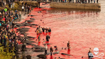 Masakr na Faerských ostrovech: Kvůli tradici zde vyvraždili už 250 kytovců!