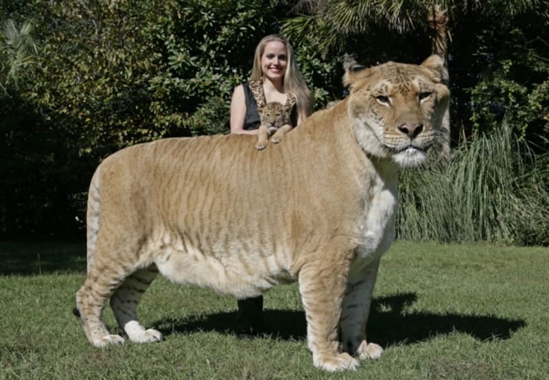 Raritou živočišné říše je kříženec lva a tygřice. Jedná se o největší šelmu na světě s úctyhodnou vahou skoro půl tuny. Kočka, respektive kocour se jmenuje Hercules, v kohoutku měří 3,6 metru, váží 419 kg a je mu dvanáct let.