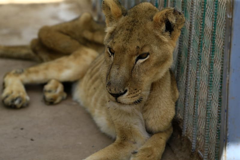 Zoo v Súdánu